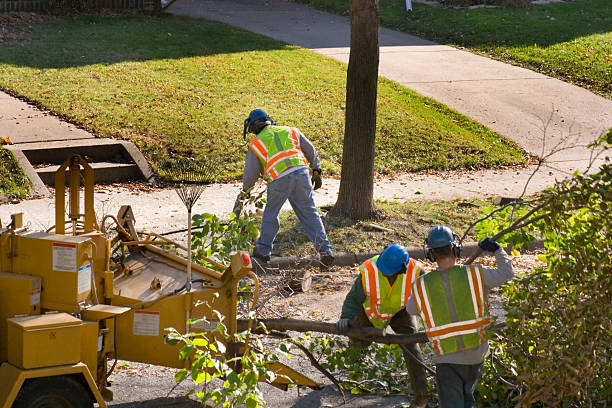 Professional Tree Removal and Landscaping Services in Harriman, TN